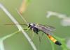 Hellwigia obscura